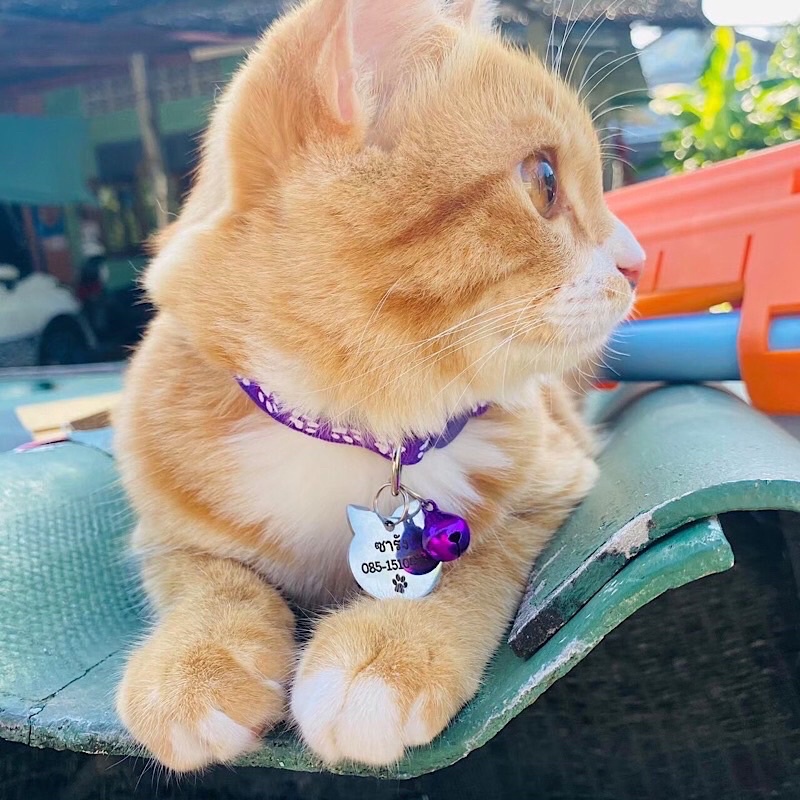 ป้ายชื่อแมว ป้ายชื่อสุนัข ป้ายชื่อสัตว์เลี้ยง สแตนเลสงานพรีเมียม ขนาดเหรียญ10 - รูปที่ 3