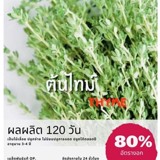 เมล็ดพันธุ์ ไทม์ ต้นไทม์ (ซื้อ 10 แถม 1 คละอย่างได้)