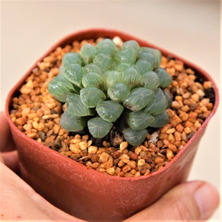 Haworthia Cooperi Var. Truncata ขนาด 4-5 เซนติเมตร ในกระถาง 3 นิ้ว 1 ต้น กุหลาบหินนำเข้า ไม้อวบน้ำ