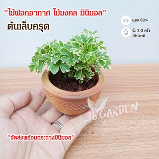 ต้นเล็บครุด เล็บครุดด่าง ต้นไม้มินิมอล ไม้มงคล ส่งพร้อมกระถางมินิมอล ต้นไม้จิ๋ว มินิมอล ไม้ฟอกอากาศ ต้นไม้สวยๆ