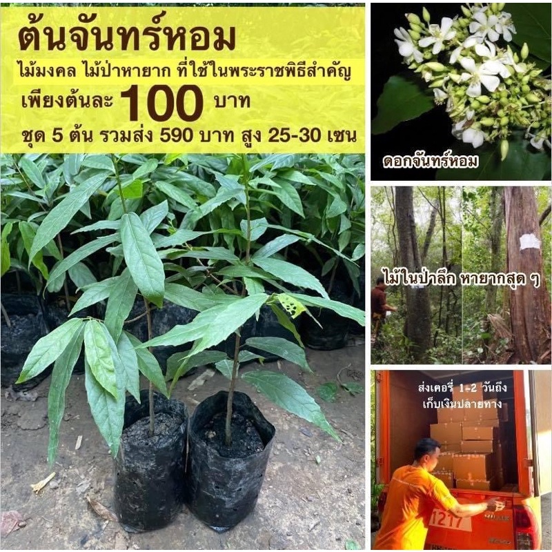 ต้นจันทน์หอม ไม้หายาก ไม้มงคล(จำนวน 1 ต้น)