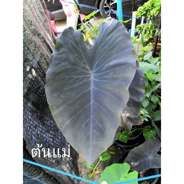 โคโลคาเซียแบล็ครันเนอร์/Colocasia Black Runner🖤