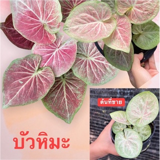 บัวหิมะ บอนสีใบกลมสีหวานๆ ฟอร์มน่ารักๆ🍀🌸‼️จัดส่งทั้งกระถาง