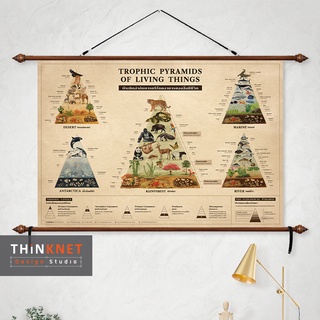 ภาพแขวนผนังพีระมิดลำดับการบริโภคอาหารของสิ่งมีชีวิต Trophic Pyramids of Living Things