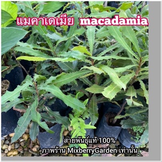 แมคาเดเมีย  macadamia