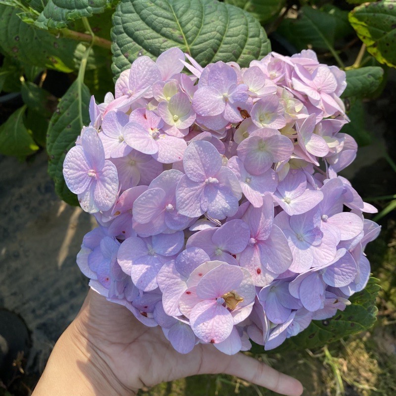 ต้นไฮเดรนเยีย พันธุ์เบา🌸 (ติดดอก) ขนาดถุง Hydrangea ม่วง/ฟ้า/ชมพู รูปที่ 2