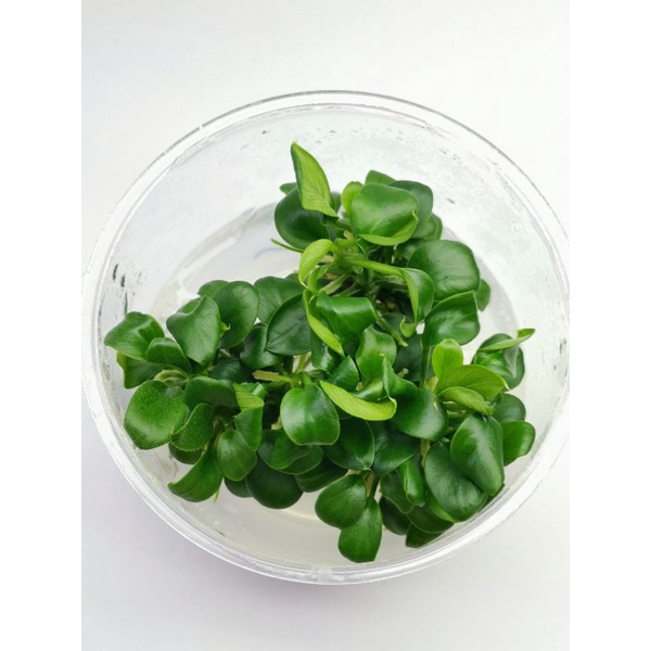 Anubias peiti อนูเบียสพิตตี้แบบ​ใบมน (เล็กที่สุด)​ (เนื้อเยื่อ)​ ต้นไม้น้ำ ไม้น้ำตู้ปลา