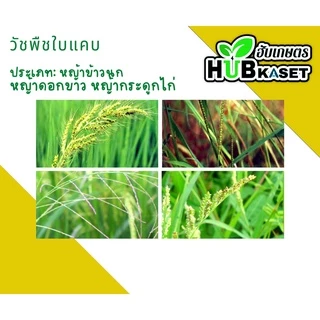 จาร์วิส 1ลิตร (โคลมาโซน+โพรพานิล) ใช้หลังวัชพืชงอก คุมวัชพืชในนาหว่านน้ำตม ทั้งใบแคบ ใบกว้างและกก