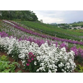 🌱รากแน่น มาร์กาเร็ตญี่ปุ่น