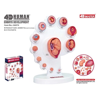 Human Anatomy Model 4D MASTERของเล่นเพื่อการศึกษาแบบจำลองทางกายวิภาคของอวัยวะการเจริญเติบโตของทารกในครรภ์ของมนุษย์การสอน