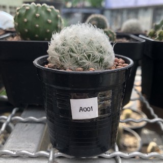 Cactus แมมขนนกขาว (Mammillaria plumosa)