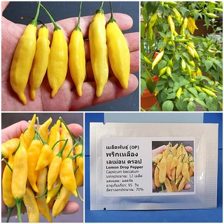 เมล็ดพันธุ์ พริกเหลือง เลม่อนดรอป (Lemon Drop Pepper Seed) บรรจุ 12 เมล็ด คุณภาพดี ราคาถูก ของแท้ 100%