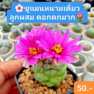 🌺🌵ชูแมนหนามเดี่ยวลูกผสม ดอกดกมาก สีชมพู เลี้ยงง่าย🌵 แคคตัส กระบองเพชร