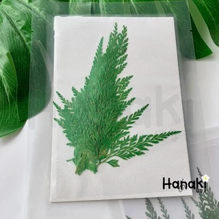【พร้อมส่ง】ใบเฟิร์นแห้ง ใบไม้เฟิร์นทับแห้ง ใบไม้ทับแห้งสำหรับงานdiy