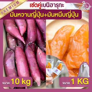 แพ็คคู่ถูกกว่า มันหวานญี่ปุ่น เบนิฮารุกะ 10kg + มันหนึบ 1kg  มันหวานญี่ปุ่นนำเข้า มันหวานญี่ปุ่นเบนนิฮารุกะ มันหนึบ