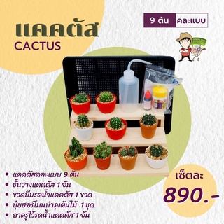 ต้นกระบองเพชร (Cactus Set for Beginners) โปรแคคตัสจัดเซ็ท สำหรับผู้เริ่มต้น - SuperSet