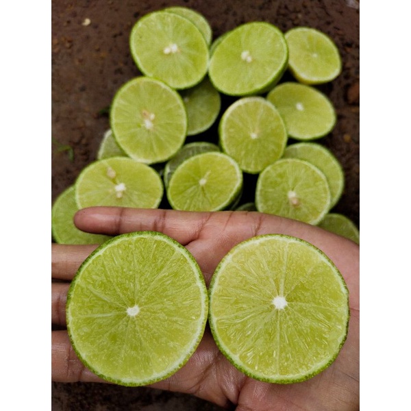 มะนาวแป้นสุขประเสริฐลูกดก ไร้เมล็ด หอมเปลือกบาง น้ำเยอะ ทนโรคดี - รูปที่ 5