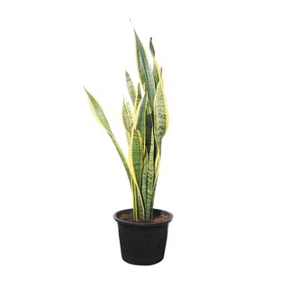 ต้นลิ้นมังกร (ขนาด L) สวนปณีตา SNAKE PLANT PANEETA GARDEN (LARGE)