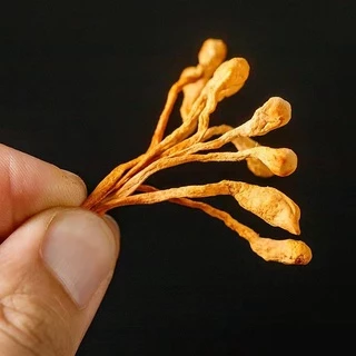 เห็ดถั่งเช่าสีทอง 特级虫草花 เห็ดหอม 100g-250g-500g สะอาด เห็ดแห้ง ต้านมะเร็งลดระดับน้ำตาลในเลือดและเพิ่มภูมิคุ้มกัน