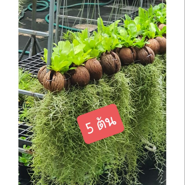 เฟิร์นข้าหลวงลูกตีนเป็ดเคราฤๅษี ชุด 5 ต้น
