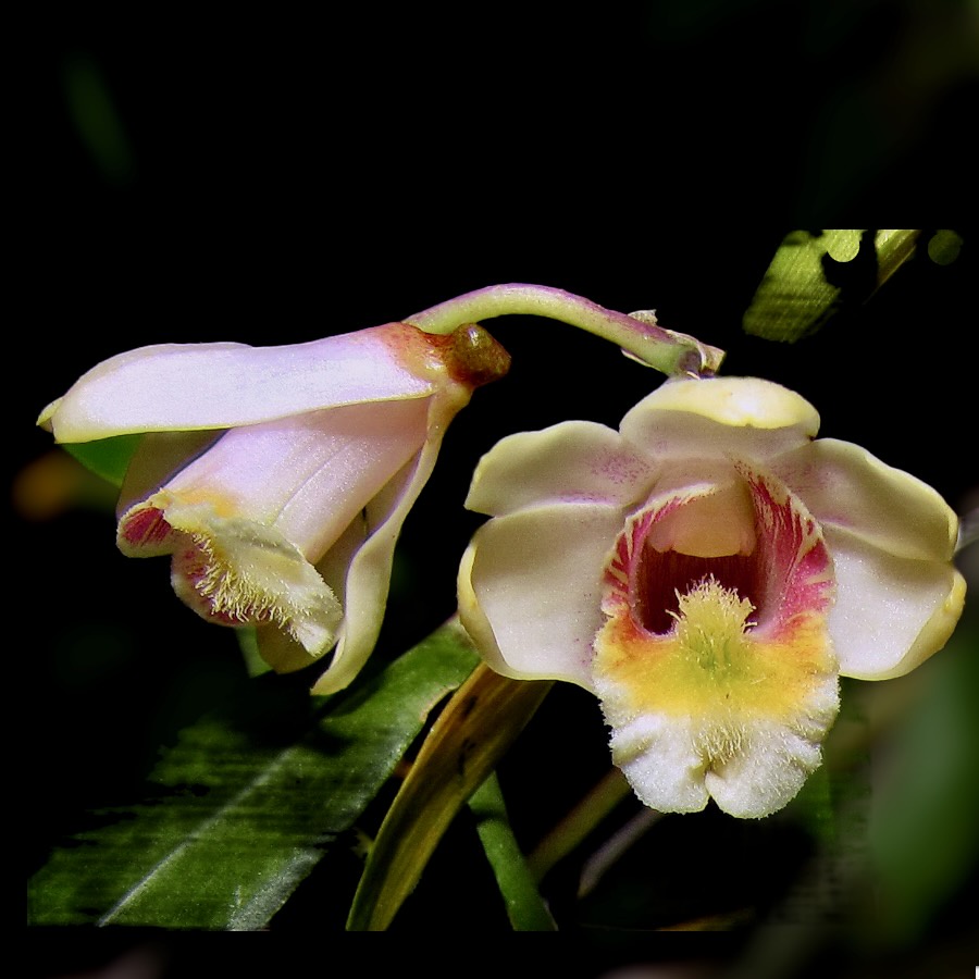 หวายจิตติมา เอื้องจิตติมา Dendrobium chittimae กล้วยไม้สกุลหวาย หายาก