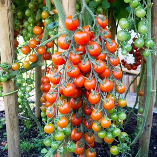 เมล็ดพันธุ์ มะเขือเทศเชอรี่ ซุปเปอร์สวีท100 (Super Sweet 100 Tomato Seed)บรรจุ 3 เมล็ด หวานระดับ  8 Brix ของแท้ 100%