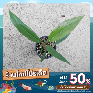 Philodendron caramel marble (พิณนาคแม่พันธุ์ด่าง) มี 15 แบบ