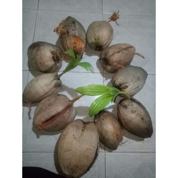 ต้นมะพร้าวกะลาเล็กแบบแกะพร้อมส่ง  วัตถุดิบทำบอนไซ - รูปที่ 4