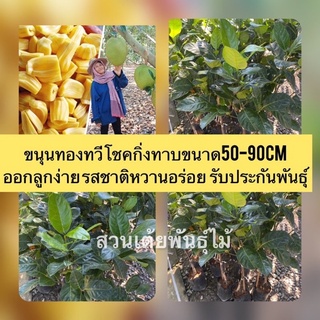 ขนุนทองทวีโชคกิ่งทาบขนาด50-90cm ออกลูกง่าย รสชาติหวานอร่อย