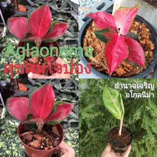 🌱ต้น​ อโกลนีมา​ 🌱อำนาจเจริญ,สุขสมใจปอง (Aglaonema) สีแดงสด กระถาง 3 นิ้ว ต้นไม้มงคล​ แก้วกาญจนา อโกลนีม่า