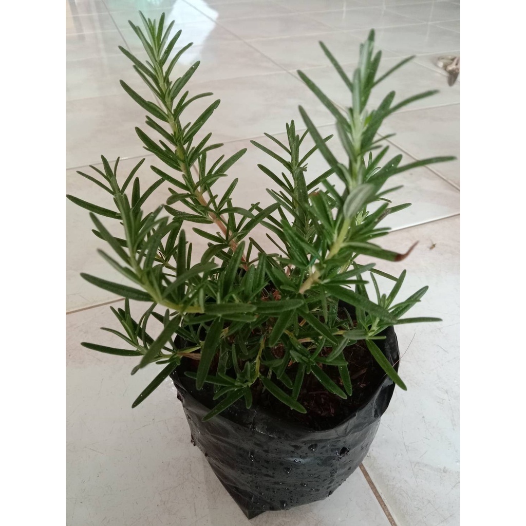 ต้นโรสแมรี่.4.นิ้ว (Rosemary) ส่งเป็นถุงดำค่ะ สมุนไพรฝรั่ง