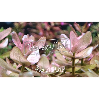 ต้นไม้น้ำ Bacopa (บาโคป้า) 1กิ่ง 40บาท