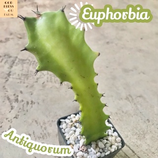 [ยูโฟเบียแอนติควอรั่ม] Euphorbia Antiquorum ส่งพร้อมกระถาง แคคตัส Cactus Succulent Haworthia Euphorbia ไม้หายาก