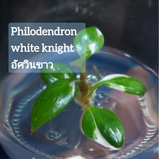 à¹€à¸™ à¸­à¹€à¸¢ à¸­philodendron White Wizardà¹à¸—