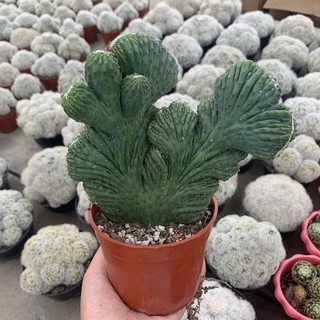 Plants Center พร้อมส่ง(wuzs)กระบองเพชรไม้ลำ แคคตัส cactus Cereus cv.  Wild Crest 15-18cm