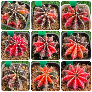 ยิมโนด่างสวยๆ CW Cactus 6/22/22 (GYMNOCALYCIUM ) Gymno dang