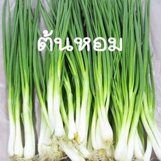 ต้นหอม☘️หอมแบ่ง📌ถูกที่สุด!! 10บ.📌เมล็ดพันธุ์ต้นหอม 40 เมล็ด🔥งอกง่าย🌱โตไว 🌱ใบดก