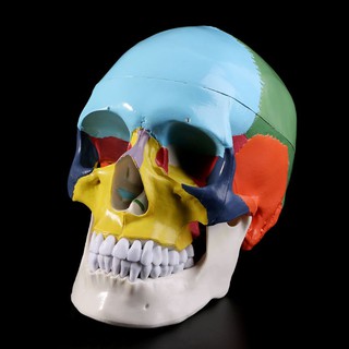 Human Skull Model Anatomical Anatomy Teaching Skeleton Head Studying Teaching IMXI