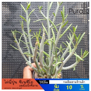 ต้นไม้อวบน้ำ กุหลาบหิน ไผ่ญี่ปุ่น ซิเนซิโอ เดสโคอิงซิอาย senecio descoingsii #succulents #cactus #มังกรเงิน