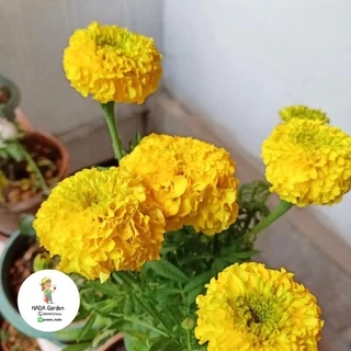 เมล็ดพันธุ์ดาวเรืองสีเหลือง ⭐️300 เมล็ด เมล็ดพันธุ์แท้ อัตราการงอกสูง 🌱