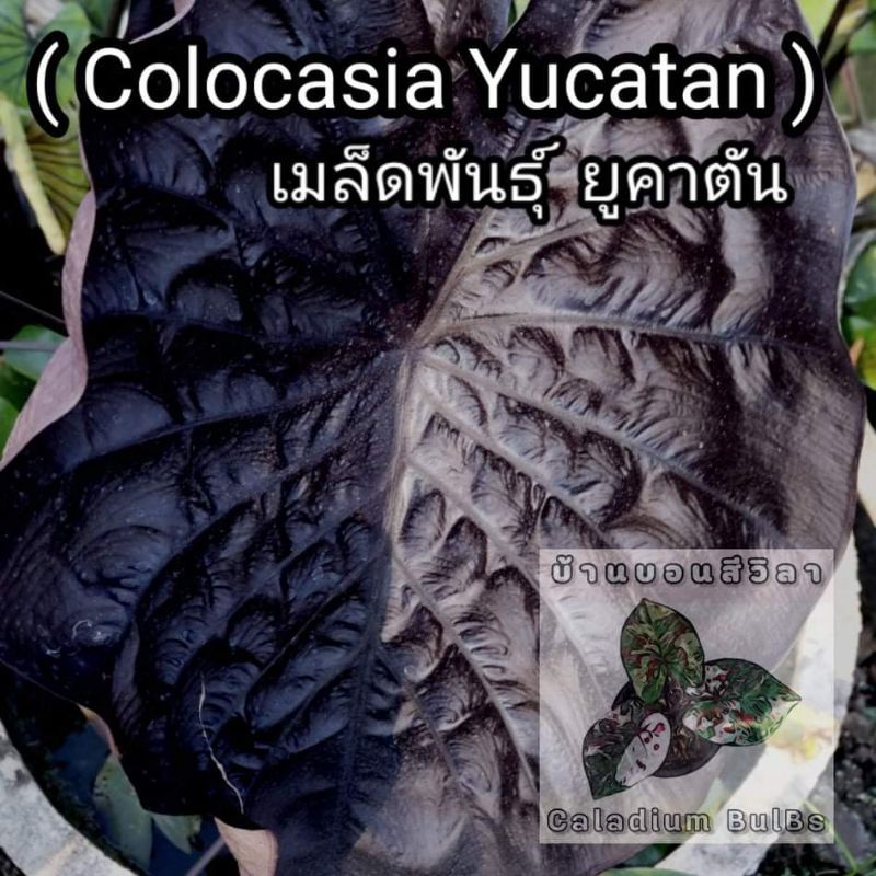 Colocasia Yucatan เมล็ดพันธุ์ ยูคาตัน ของแท้ 1,000,000%