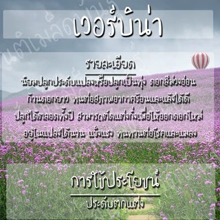 เมล็ดพันธุ์ เวอร์บิน่า 300 เมล็ด Verbena Tenuisecta seeds เมล็ดพันธุ์แท้ 100% นำเข้าจากต่างประเทศ ถูกดี โตไว ขายดี