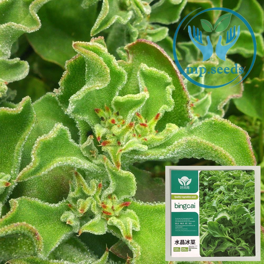 เมล็ดไอซ์แพลนท์  1,000 / 2,000 เมล็ด Ice plant  / Crystalline Iceplant