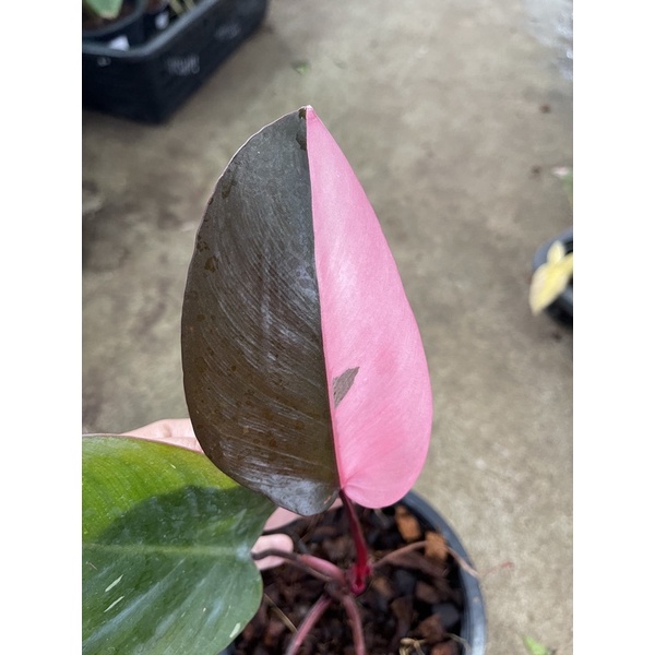 PHILODENDRON PINK PRINCESS