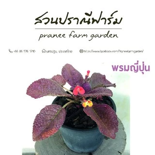 พรมญี่ปุ่น ขนาดกระถาง 6 นิ้ว หลากสีสัน