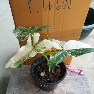 0เงินไหลมาด่างขาว (Syngonium podophyllum) เงินไหลมาด่างฮาฟ เงินไหลมาด่างวากิว ไหลมาด่าง ด่างสวยๆ