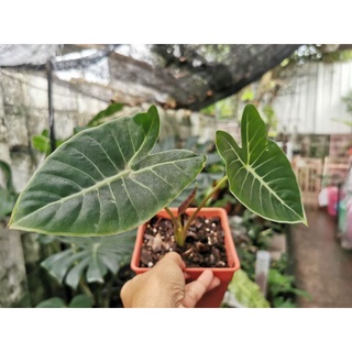 Alocasia sp. อะโลคาเซีย​ ต้นไม้ฟอกอากาศ​