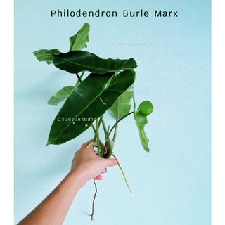 ฟิโลเดนดรอน Philodendron burle marx ตัดกิ่งสด พร้อมราก รับประกัน ไม้ใบฟิโลเดนดรอน house plant ไม้มงคล