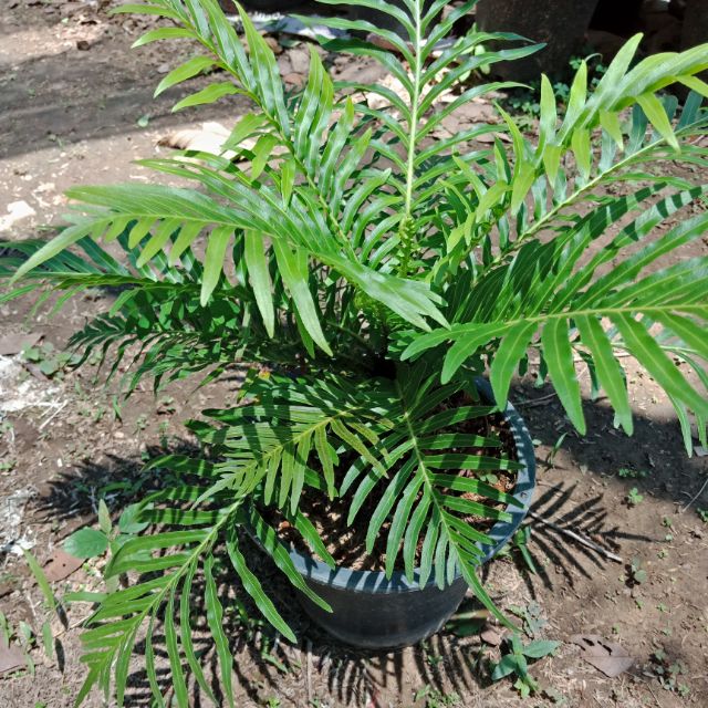 F159 ทรีเฟิร์น Tree Fern - Dwarf Tree Fern เฟิร์นรัศมี/เฟิร์นรัศมีโชติ เฟิร์นใบมัน กระถาง 8 นิ้ว***