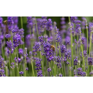 เมล็ดพันธุ์(seed) อิงลิชลาเวนเดอร์ English lavender 50 เมล็ด อัตราการงอก98%